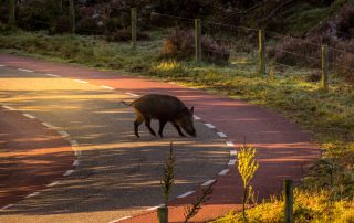 he atropellado un jabali que hago