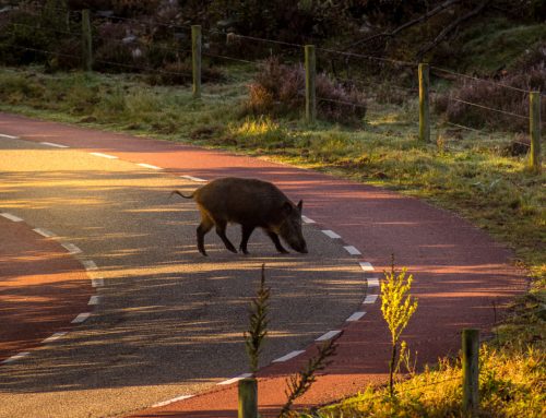 Accidente con jabalí: ¿Qué hacer si atropellas uno?